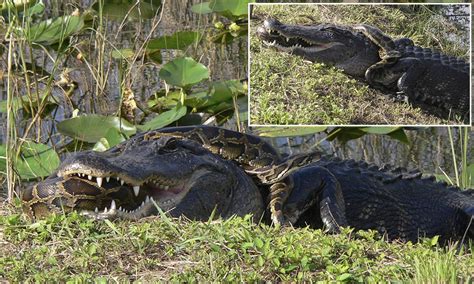 Image result for Python vs Crocodile
