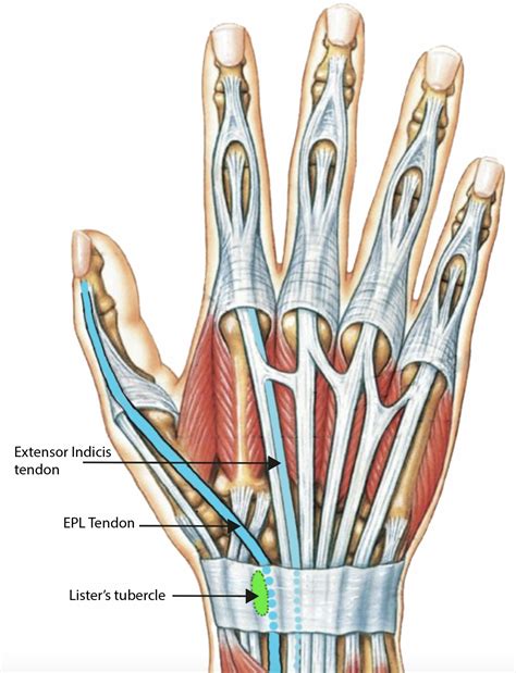 Thumb Extensor Anatomy at Sofia Flick blog