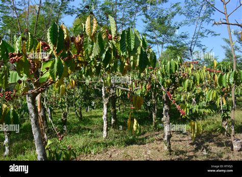 Image result for Java Coffee Plantation