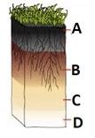 From the attached image, identify the profile of Soil marked Ba)Top ...