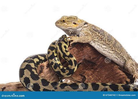 Cute Lizard And Snake Best Friends On A White Background Stock Photo ...