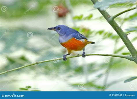 Orange-bellied Flowerpecker Dicaeum Trigonostigma Male Birds OfThailand ...