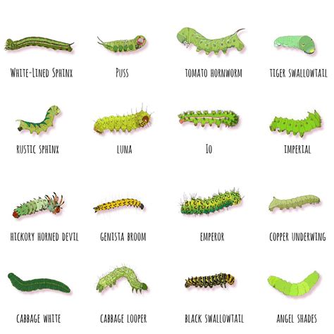 Free Printable Caterpillar Identification Charts [PDF]