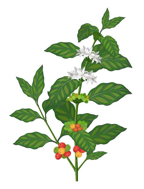 Coffee tree, coffee branch, coffee beans, coffee plant, coffee vector ...