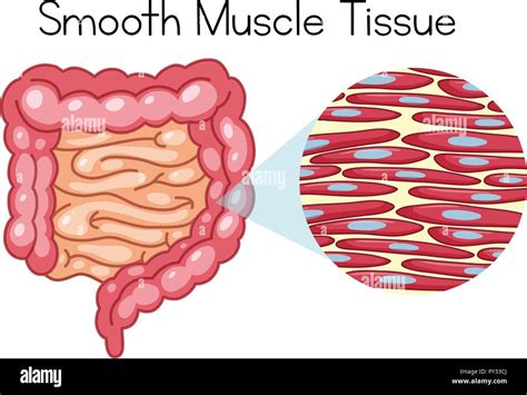 Image result for Smooth Muscle Function