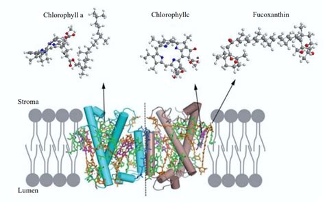 Unlocking the Green Gold: Exploring the Cancer Treatment and the Other Therapeutic Potential of ...