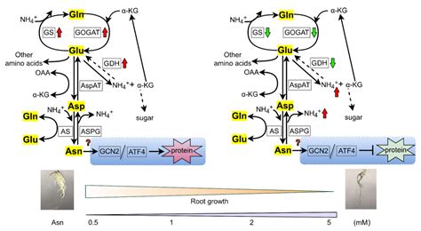 Effects of Exogenous L-Asparagine on Poplar Biomass Partitioning and ...
