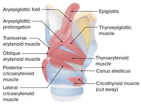 Larynx Model Muscles