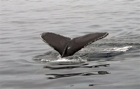CONDOR EXPRESS WHALE WATCHING (Santa Barbara) - What to Know Before You Go