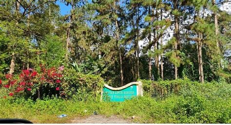 CONIFEROUS FOREST - All You Need to Know BEFORE You Go 2026 (with ...