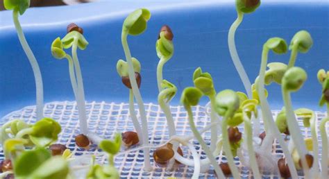 How To Germinate Seeds At Home In 5 Simple Steps - Bhumi Agro Industries