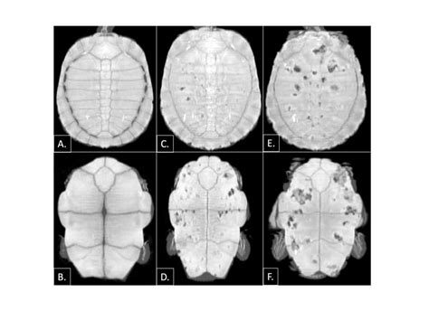 Image result for Cancerous Soft Shell Turtles