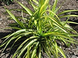 Kapebonavista Pendanus Sanderi Live Plant Seed Price in India - Buy ...