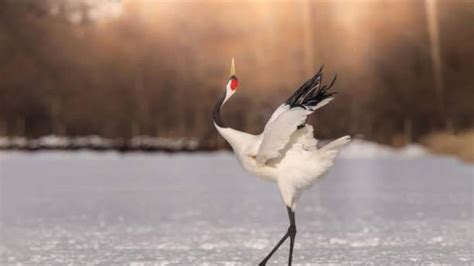 Japanese festivals that celebrate migratory birds