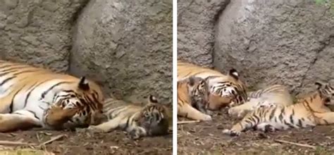 Mama Tiger Snuggles Up With Her Cubs