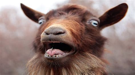 Man has sexual intercourse with 10 goats, boasts he prefers sex with ...