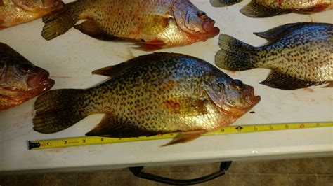 Fish Behavior Fish Activity - Devils Lake Fishing Report