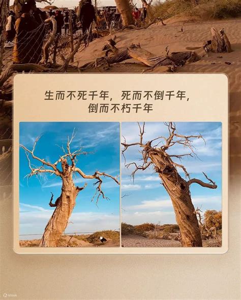 7-day private tour of Northwest Desert Song (Meet Ejina + Autumn Poplar ...