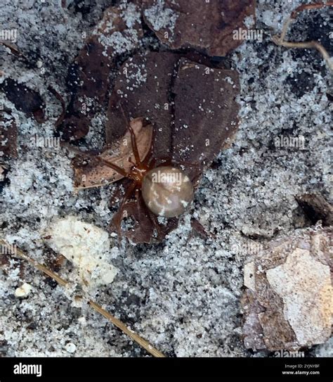 Comb-footed Spiders (Theridiidae Stock Photo - Alamy