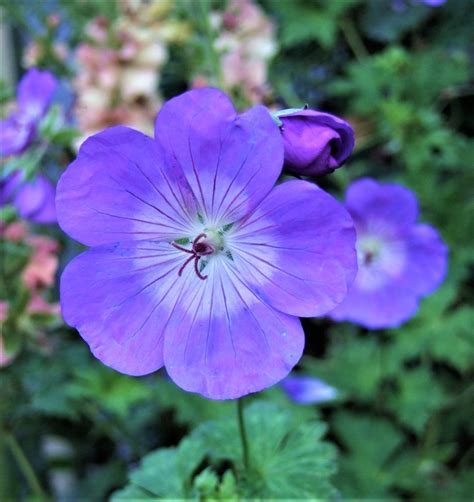 Geranium 'Rozanne' (PBR) | Well Established Geranium | Proctors Nursery
