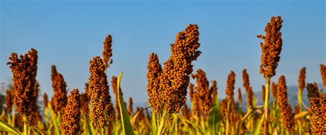 International Year of Millets 2023 - A Superlative initiative by India ...