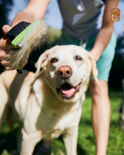 Why Dog Grooming is About More Than Just Looks – Wag wonders