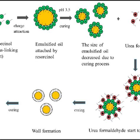 Image result for Microencapsulation Process
