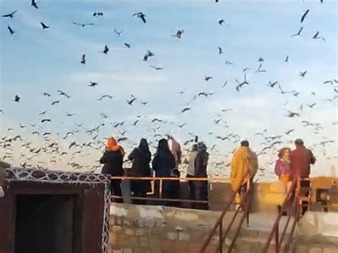 Sevaram Rescues 3000 Birds in Khichan | Phalodi Labourer Honoured for ...
