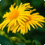Arnica: Benefits, Uses, Directions for Use and Side Effects