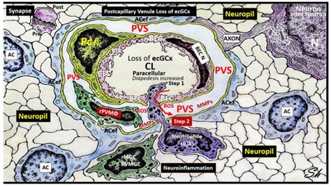 The Brain Endothelial Cell Glycocalyx Plays a Crucial Role in the ...