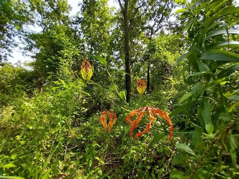 A Walk Through Kanha