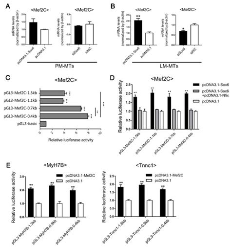 Sox6 Differentially Regulates Inherited Myogenic Abilities and Muscle ...