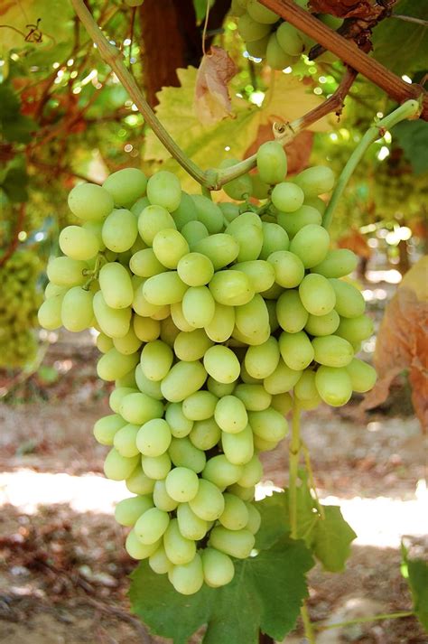 Aquinnah Hybrid Grape Frut Plant : Amazon.in: Garden & Outdoors