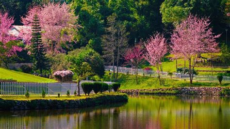 Shillong is pretty in pink right now | Condé Nast Traveller India