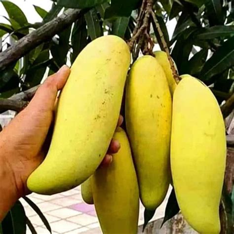 Banana Yellow Thailand Mango Grafted Live Plant – Exotic Long Mango ...