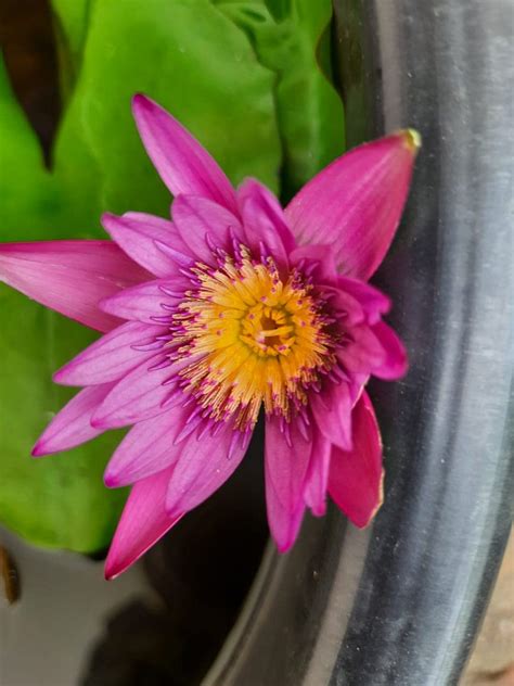 Jack Wood Water Lily Live Aquatic Plant Seedling, Pink Blooms with ...