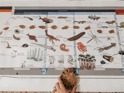 The Montessori Timeline of Life – Redesigned and Scientifically Accurate – Rhyme and Reason Academy