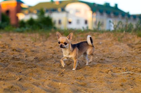 Chihuahuas: Small Dogs with Big Hearts | Pet Breed Hub