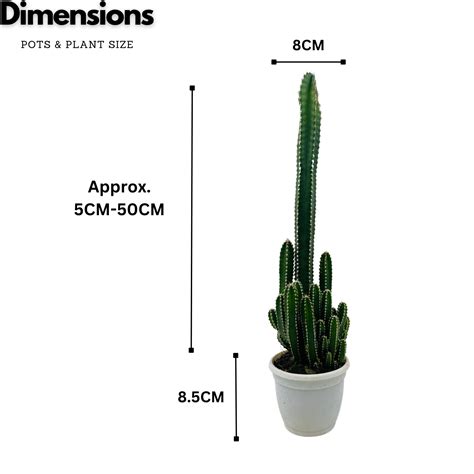 Cereus Peruvians "Florida" / Long Cactus - Live Cactus Plant In Pot (H ...