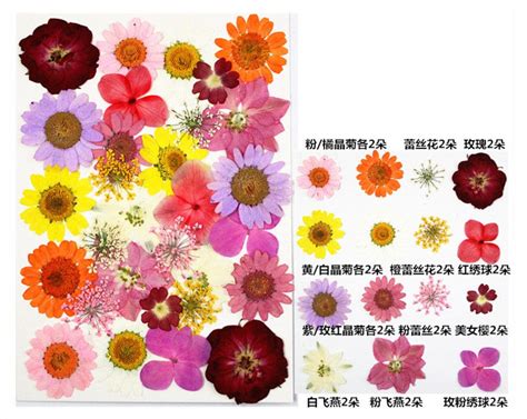 33 In 1 Pressed Flowers Fl098