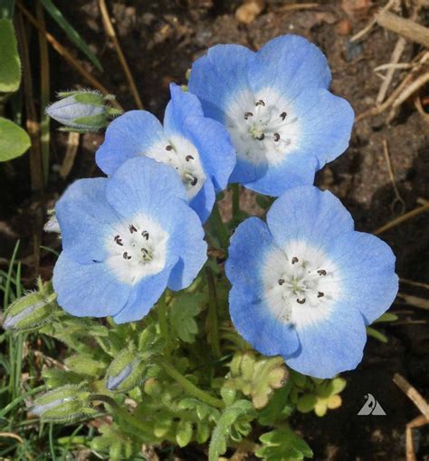 Baby Blue Eyes (Nemophila menziesii) | Applewood Seed Company