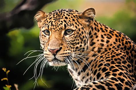 Radio El Carbon online - Señal en vivo - 94.1-96.3 MHz FM, Lota, Chile ...