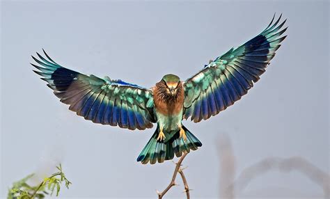 Acrobatics of the Indian Roller: A birdbrained ballet! – STEAMindiaReports