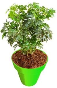 Artful Creature Aralia Plant Price in India - Buy Artful Creature ...
