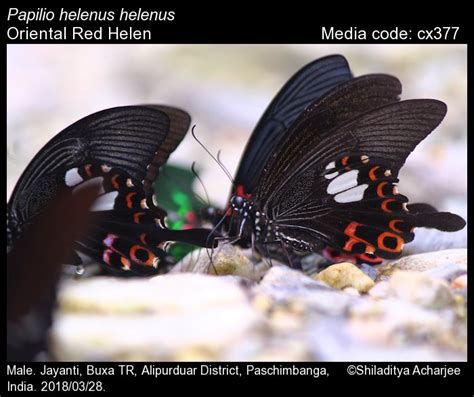 Papilio helenus | Butterfly