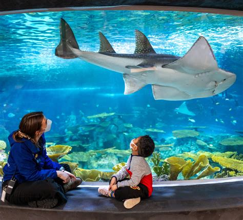 Seattle Aquarium | Bowmouth guitarfish have been around for millions of ...