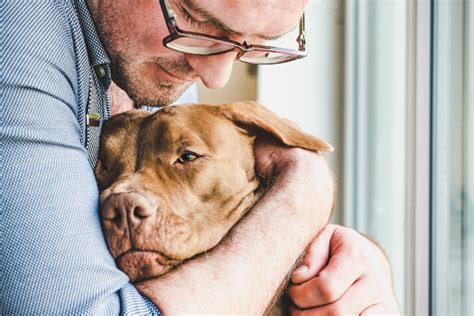 "Mi perro apoya su cabeza en mi barriga": descubre los sorprendentes ...