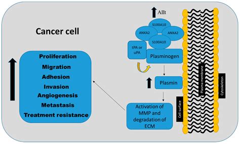 S100A10 and Cancer Hallmarks: Structure, Functions, and its Emerging ...