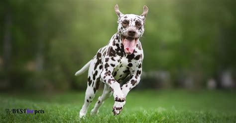 Dalmatian Dog Price In India - Best For Pets