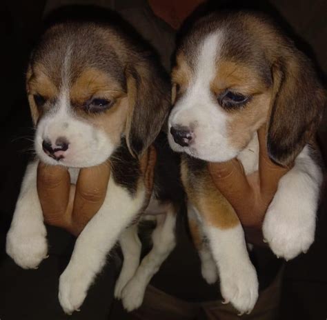 Beagle Price In Mumbai - Best For Pets